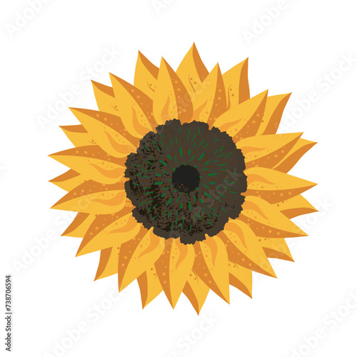 sunflower isolated on white
