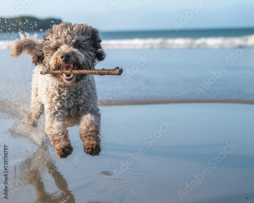 A playful Australian poodle with a stick runs along the beach, showing joy and energy, copy space  © Flow_control