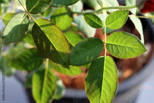 Close-up of rose leaves on a green background. leaves on the tree