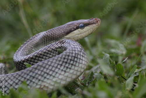 snake, ptyas fusca, a ptyas fusca snake in a meadow 