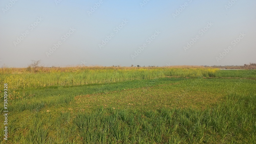 field of wheat and sunset Agricultural Area near rver green tree 