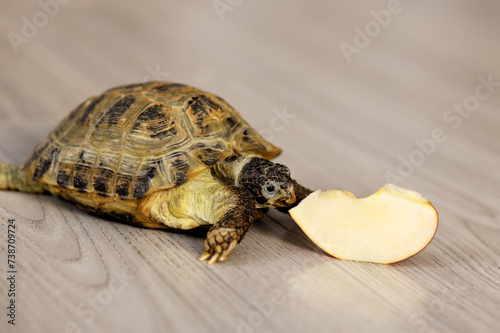 Feeding a turtle at home. Land turtle eating apple on floor in house photo