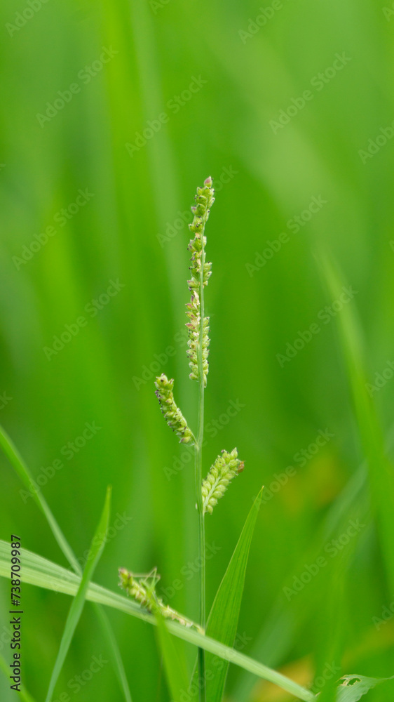 Obraz premium Echinochloa colona (name Echinochloa colona) is a fast-growing summer grass that requires heat and moisture. It looks similar to commercial rice plants and is considered a noxious weed in paddy fields