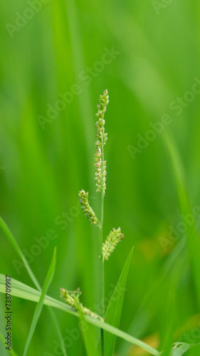 Echinochloa colona (name Echinochloa colona) is a fast-growing summer grass that requires heat and moisture. It looks similar to commercial rice plants and is considered a noxious weed in paddy fields