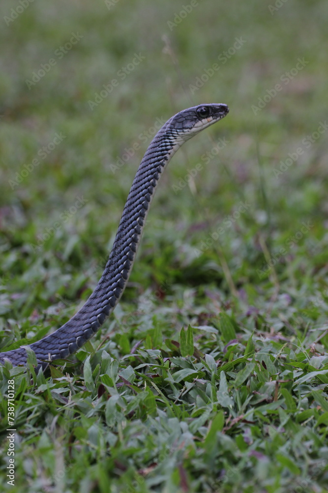 snake, ptyas fusca, a ptyas fusca snake in a meadow

