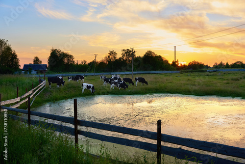 A herd of cows grazes in a corral at sunset near a pond. Summer in the village. Amazing sunset scenery. Countryside background. Dairy natural bio production.