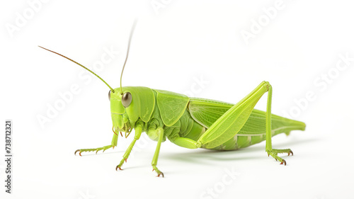 grasshopper isolated on a white background with green leaves