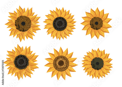 set of sunflower isolated photo