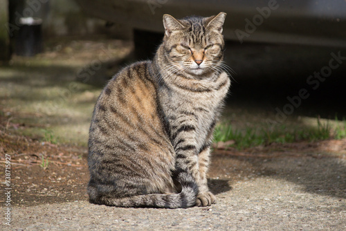 野良猫