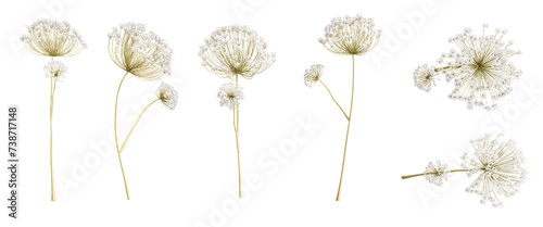 Dried flower isolated on white background  