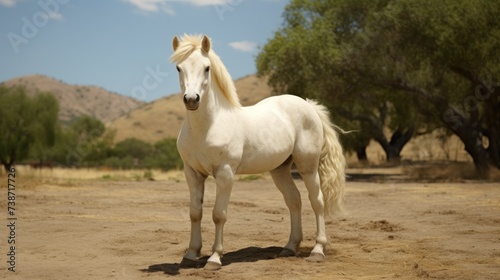 white horse in the field © nataliya_ua