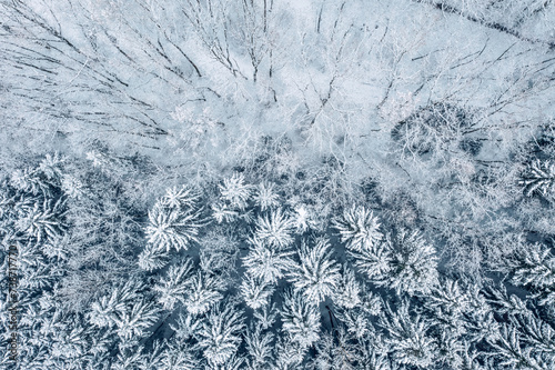 Snowy forest from above. Different trees.