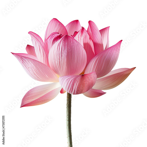 pink lotus flower on transparent background Remove png