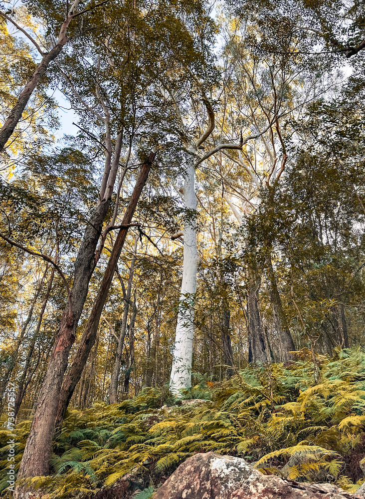 Australian Gum trees, Mt Ngungun, Sunshine Coast. Australian Gum trees, Mt Ngungun, Sunshine Coast.