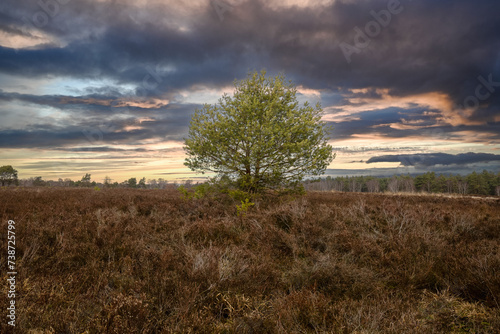 Lüneburger Heide im Winter
