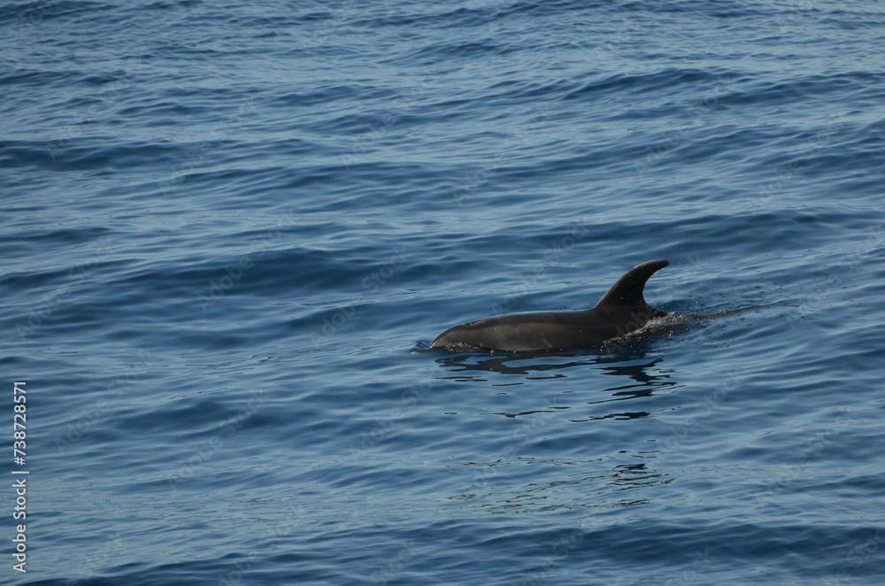 Fototapeta premium Wild delphins near Tenerife swimming