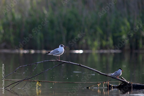 Pallas's gull, also known as the great black-headed gull seen in the Danube Delta, Romania photo