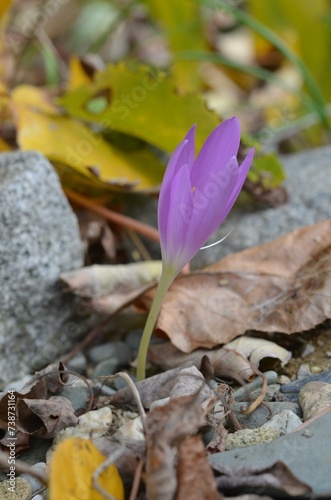 Autumn blooming Colchicum boissieri in the garden photo