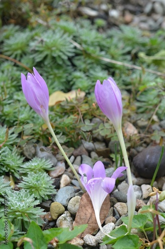 Autumn blooming Colchicum boissieri in the garden photo