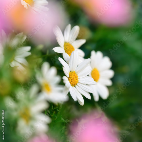 Daisy blossoms closeup with shallow depth of field, nature shot in square format with green, white and pink colors