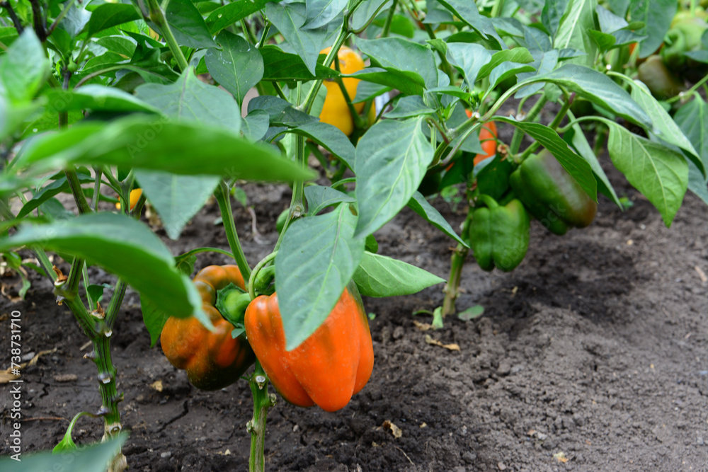 Obraz premium red and green sweet peppers hanging on the pepper seedling 