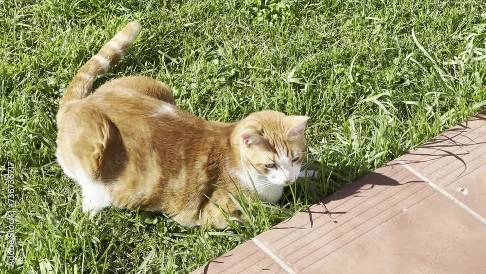 Gato naranja jugando en el césped 