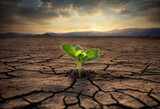 Surviving sprouted lonely sprout in a lifeless dry desert