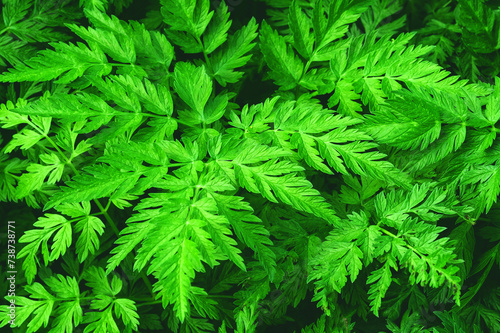 nature green leaves background.nature Green fern background