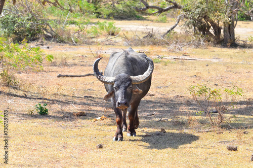 Large wild bull in Yala National Park, Sri Lanka