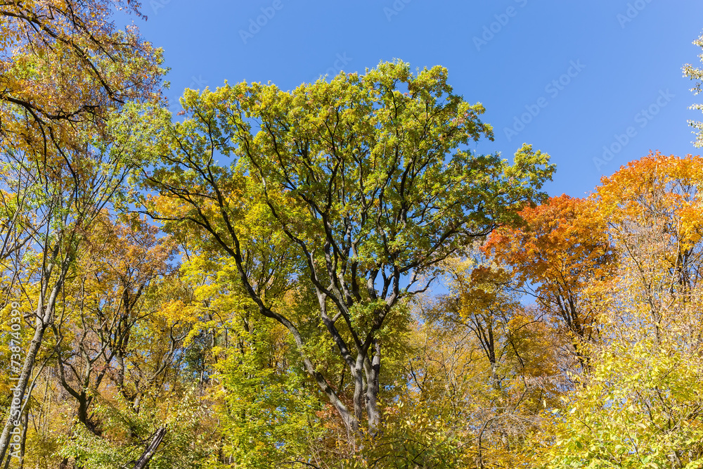 Fototapeta premium Top of oak among other tree tops against clear sky