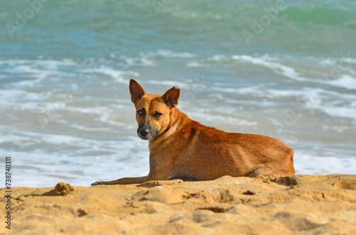 Red dog lies on the beach