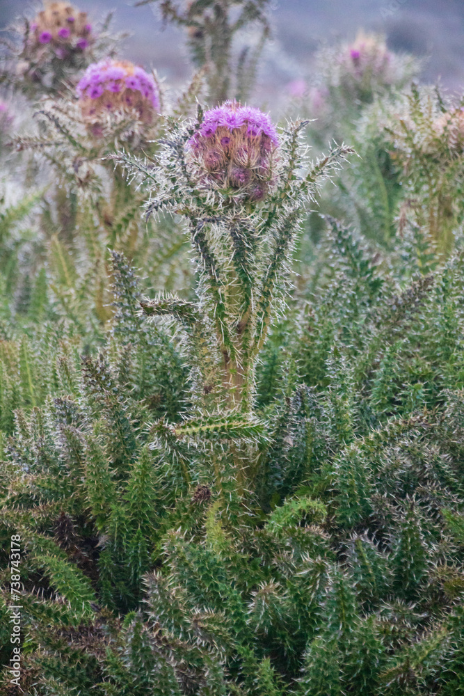 Mountain Thistle (or Carduus keniensis): The Alpine Sentinel of Kilimanjaro Mountain Thistle (or Carduus keniensis): The Alpine Sentinel of Kilimanjaro