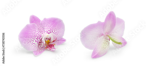 Single spotted lilac orchid flower front and back side isolated on white background