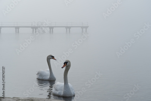 Fototapeta Naklejka Na Ścianę i Meble -  Swans in the ocean