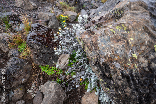 A Glimpse of Resilience: Flora Amidst Rocky Terrain