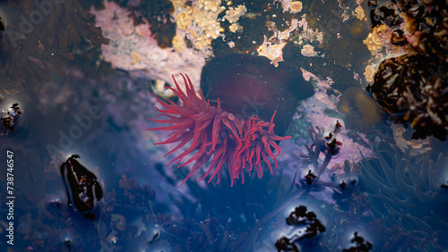 The Beadlet anemone (Actinia equina) living on coastal rocks. photo