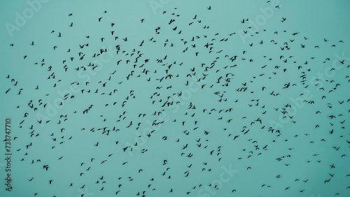 Foto groupe oiseaux