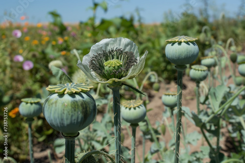 Opium poppy, Papaver somniferum grown for the production of medical opiates
