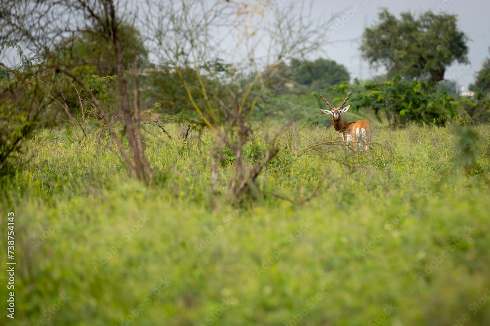 animaux inde animaux inde