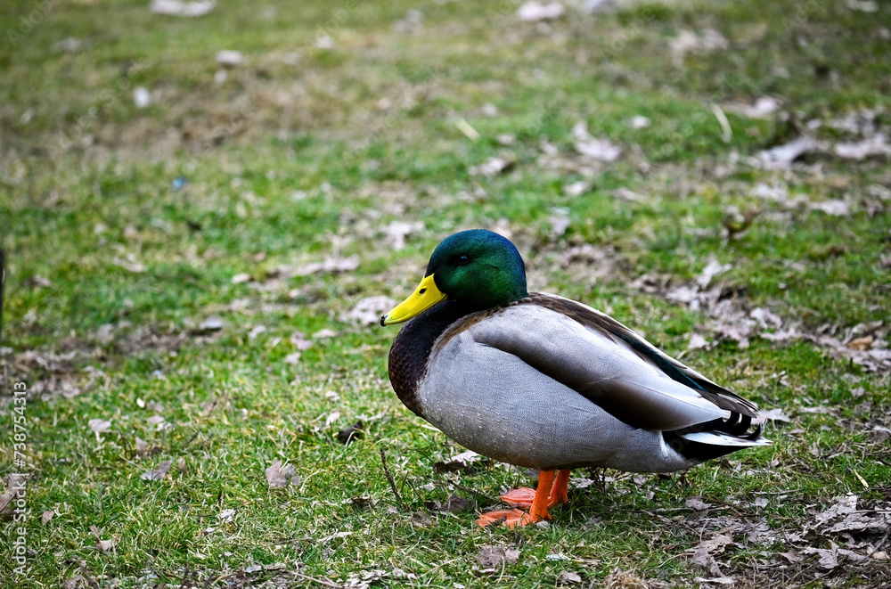 Mallard male duck Mallard male duck