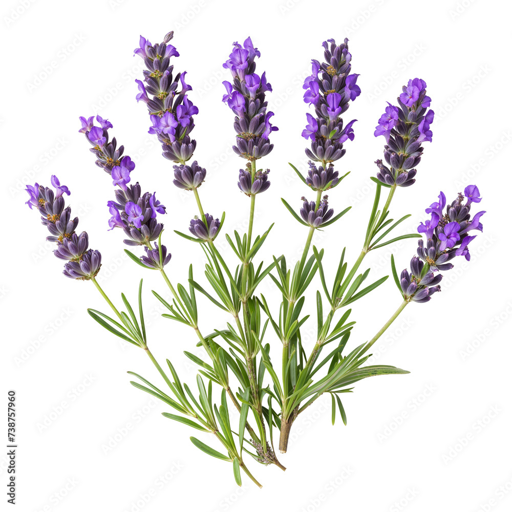 Fresh Lavender Sprigs Isolated on White
Fresh Lavender Sprigs Isolated on White