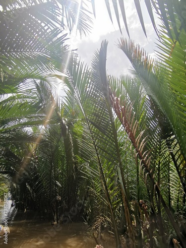 palm trees in vietnam