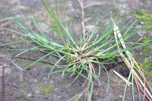 bone grass (Eleusine indica L) in the yard photo