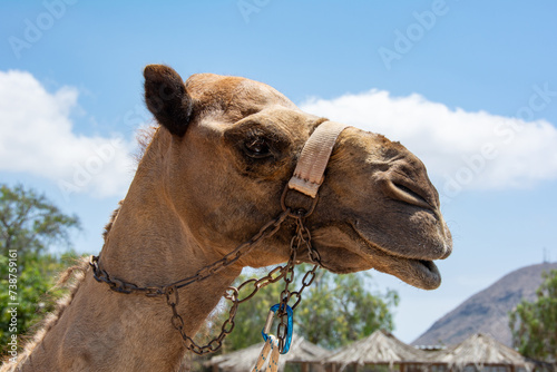 Head of a camel with harness