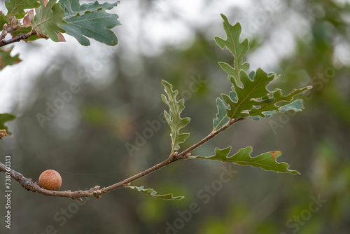 Billede på lærred The gallarita oaks its an excrescence that appears on oaks and holm oaks due to