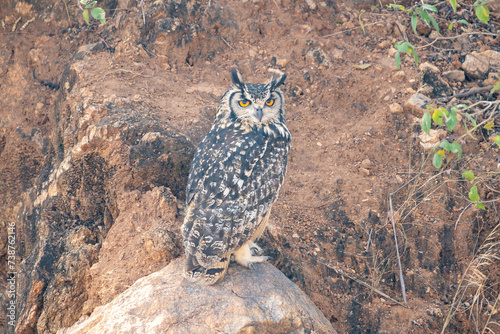 The Bengal eagle-owl (Bubo bengalensis), also widely known as the Indian eagle-owl or rock eagle-owl photo