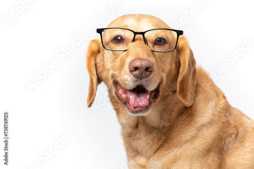 Close up horizontal studio portrait of smiling retriever labrador wearing transparent glasses looking funny, shot on a white background.