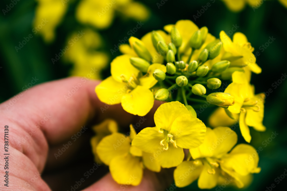 Rapeseed flower in a field at springtime, colza, brassica napus Rapeseed flower in a field at springtime, colza, brassica napus