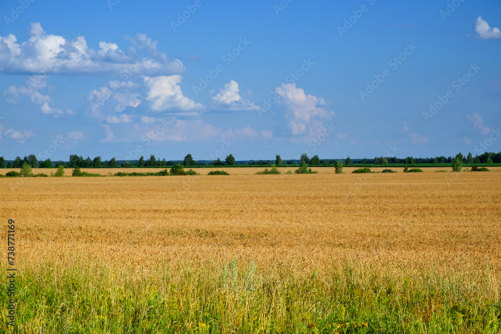 Expansive view of a ripe wheat field, green grass in the foreground and a clear sky with few clouds above.