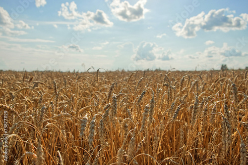 A vast field of ripe wheat sways in the breeze.
